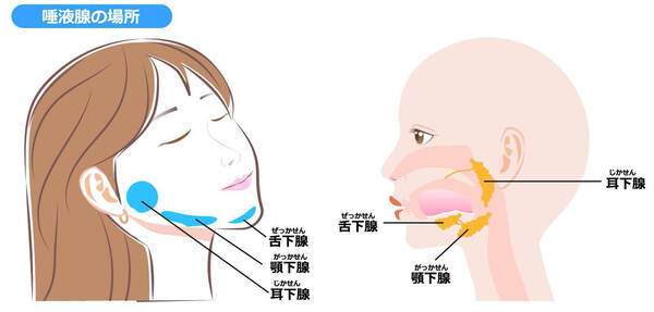 唾液腺（耳下腺・舌下腺・顎下腺）の位置を説明したイメージ図