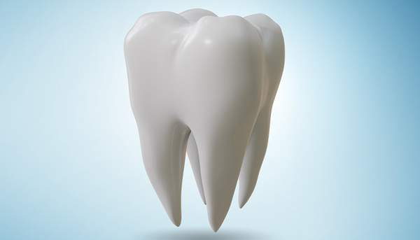 健康な歯の模型