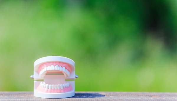 歯の模型