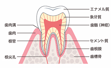 歯の構造を図で表したイメージ図