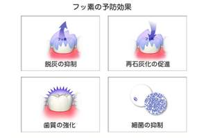 フッ素の効果のイラスト