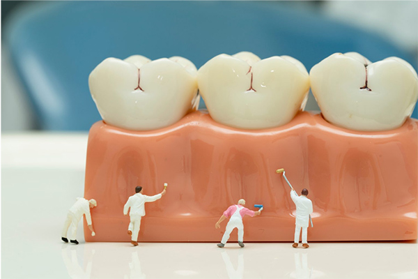 歯の模型の歯ぐきを磨いているイメージ